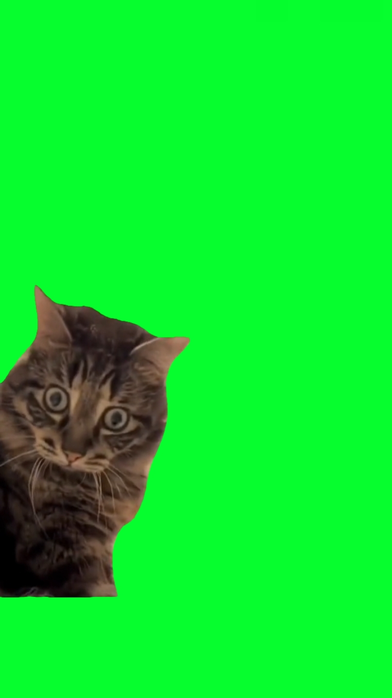 Reação do gato chocado