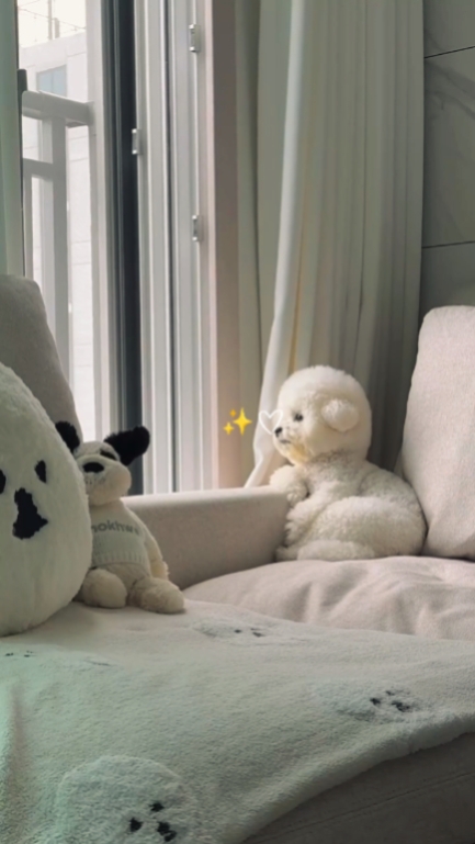 Dog cute
