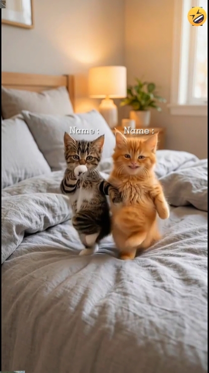 Lustige Katze.. 