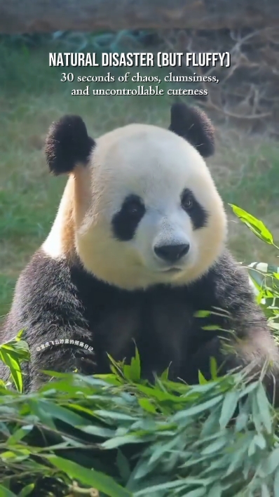 Momento Engraçado Do Panda