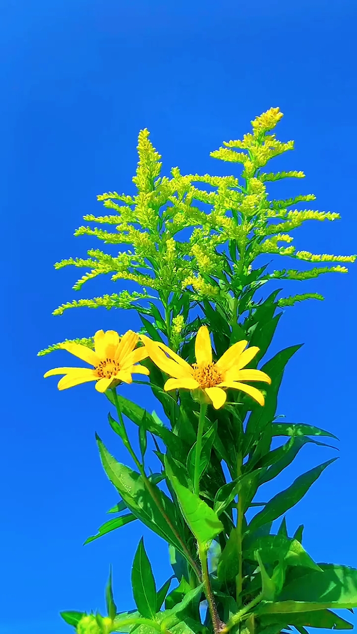Bunga