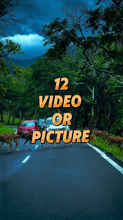 12 video or picture 