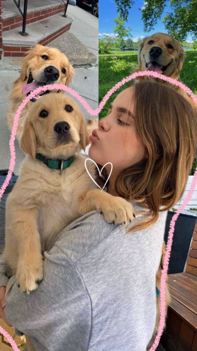 Melhor amigo do cachorro 