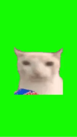 cat eating chips