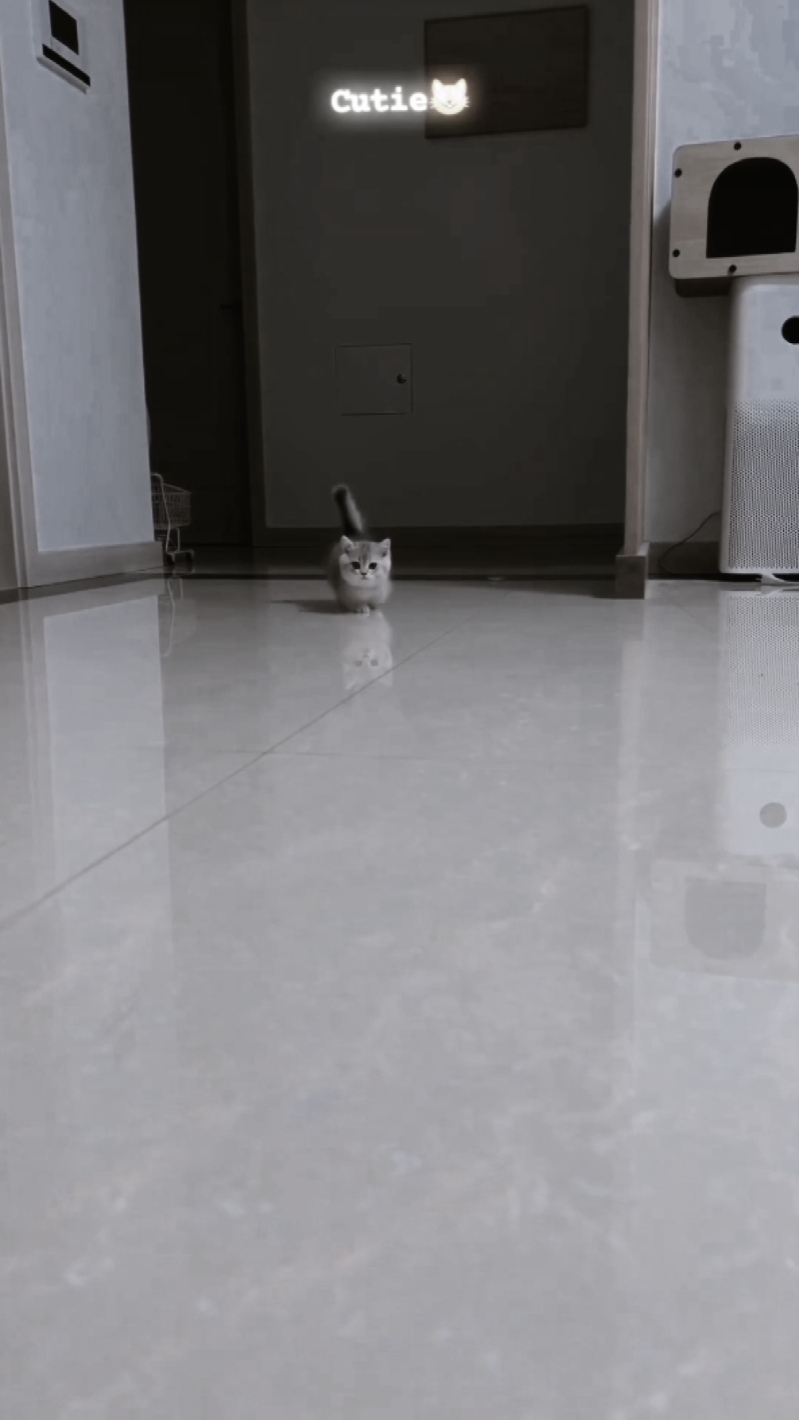 sevimli kedi