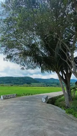 Suasana Alam pagi