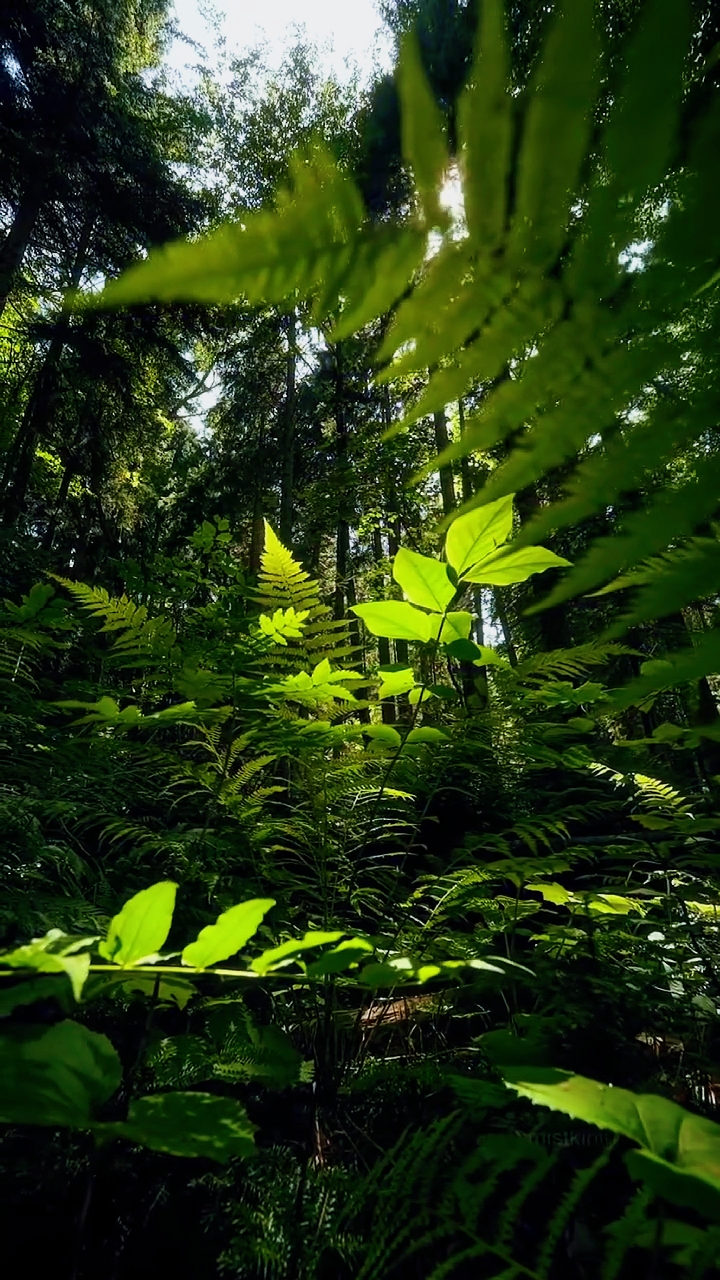 Ästhetik der Natur