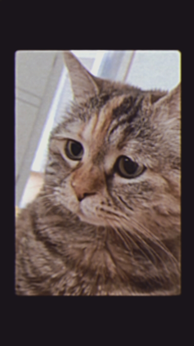 wiwi trend kedi