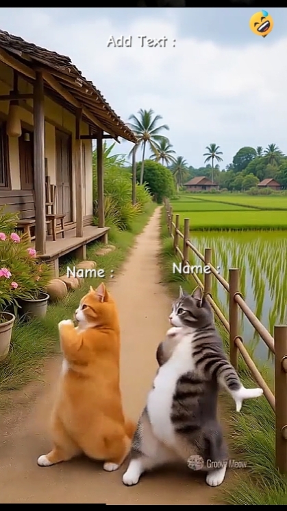 Tari Kucing Imut