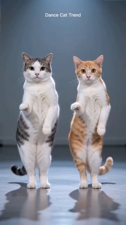 Gato engraçado de dança 