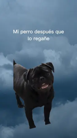 Mi perro 