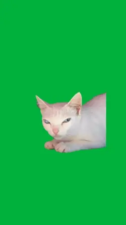 Cat suspicious