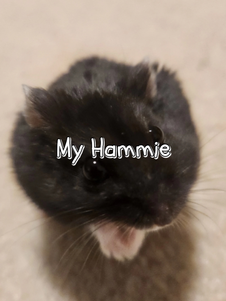 Mi Hámster 