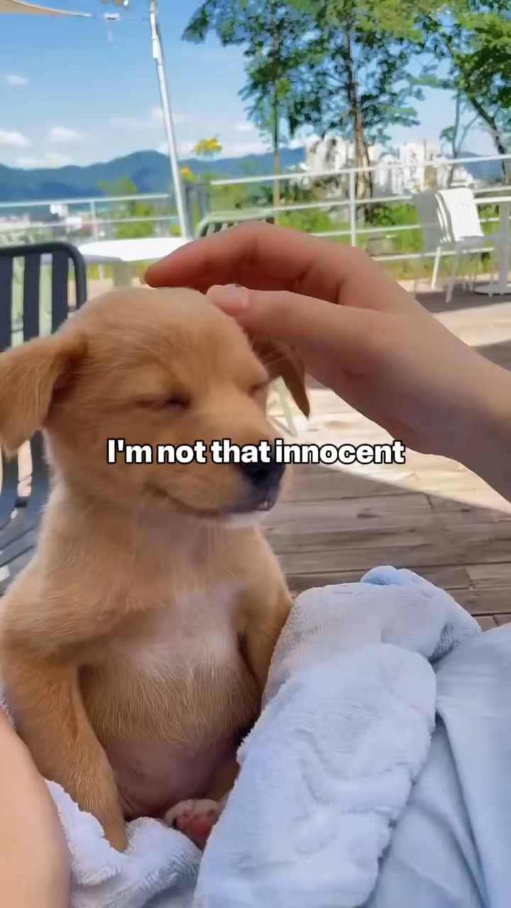 komik köpek