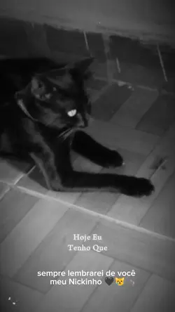 Luto gato