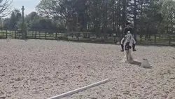 dressage