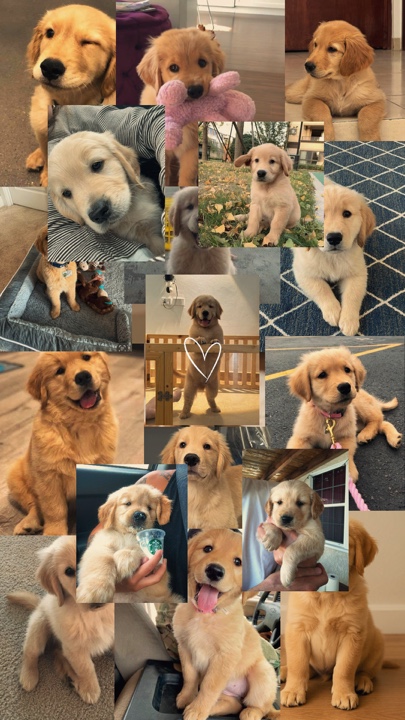Melhor amigo do cachorro 