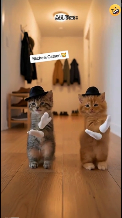 Tendencia del gato de baile