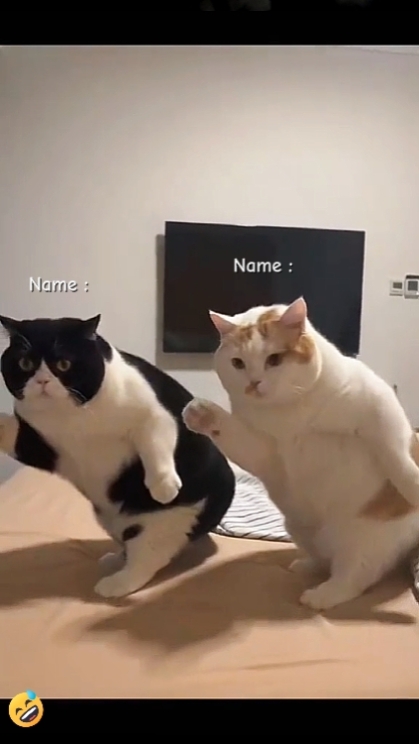 귀여운 고양이