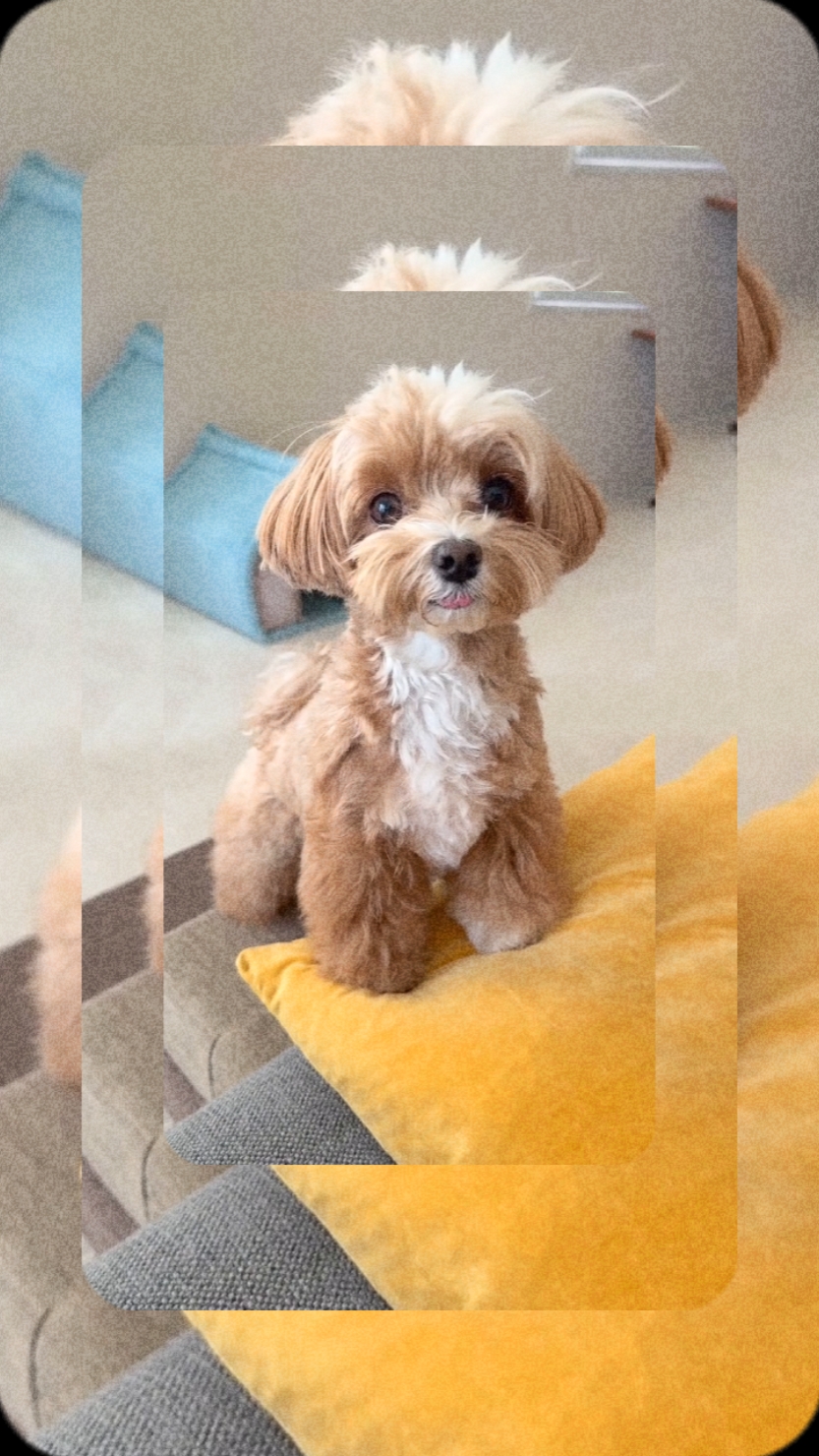 sevimli köpek