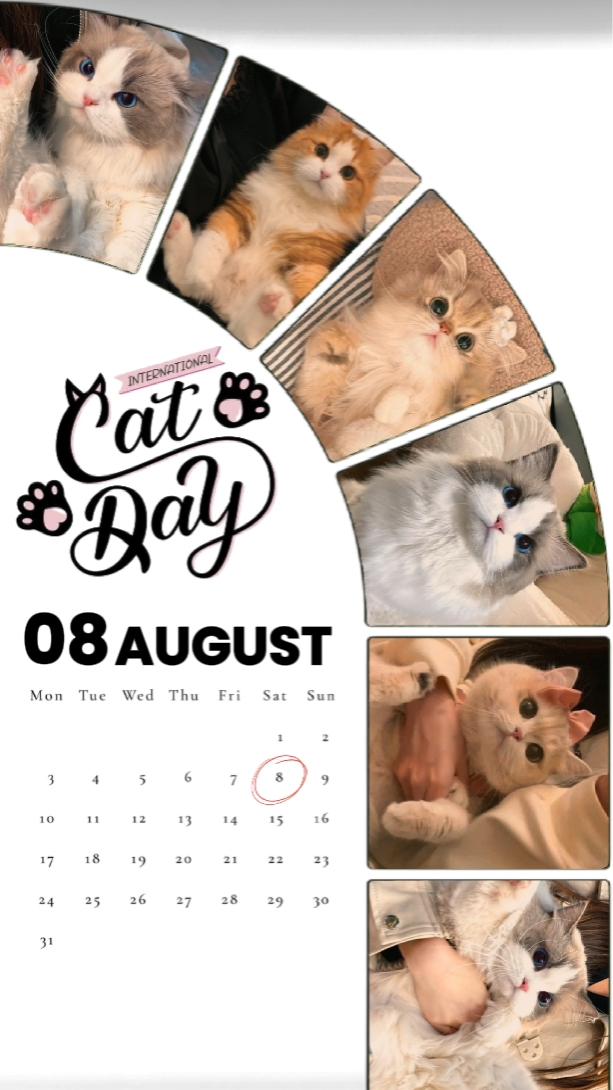 CAT DAY 08 AUGUST 
