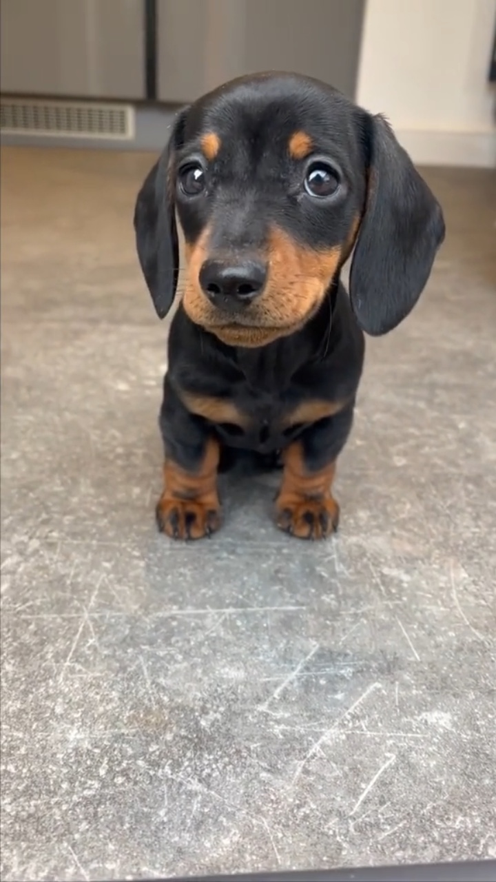 Yavru köpeğim 🐶