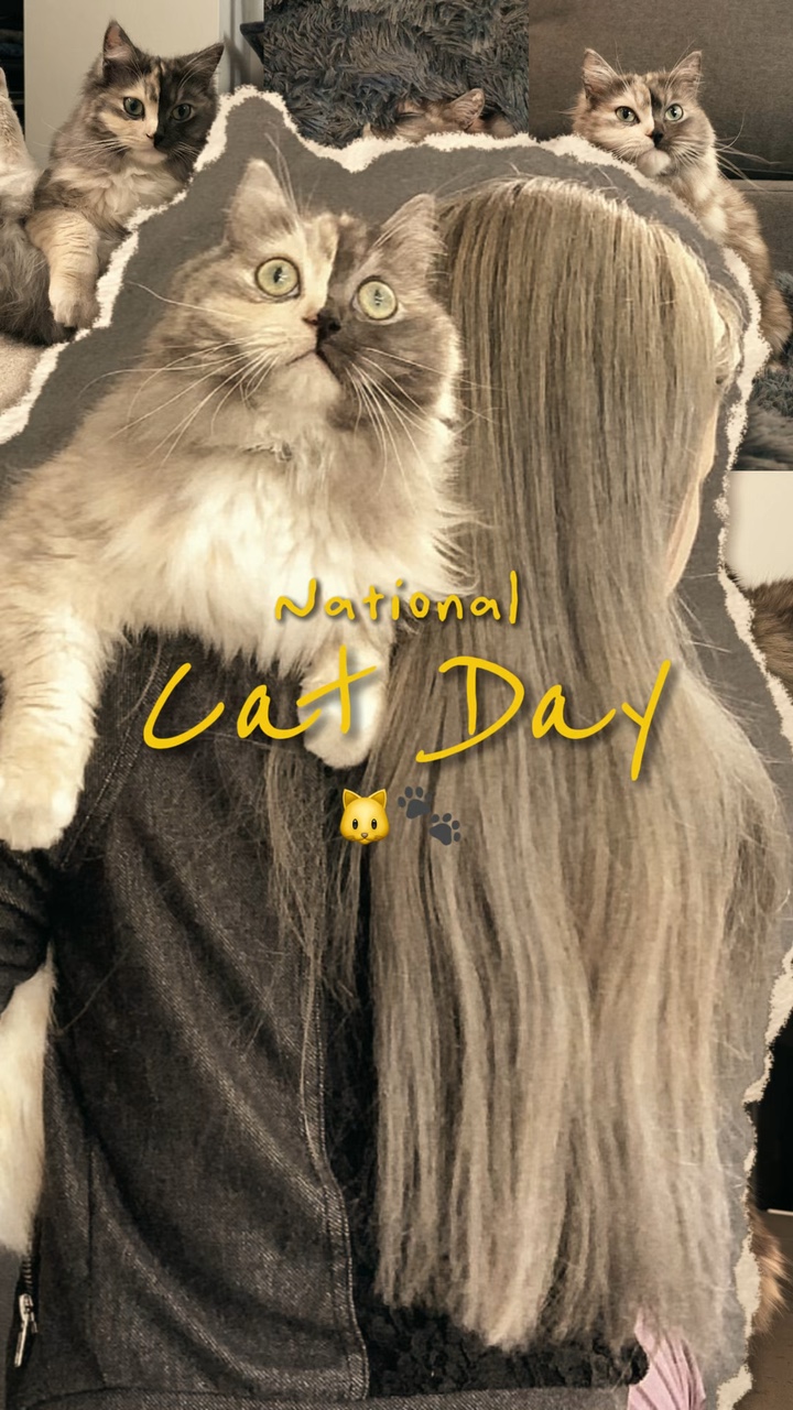 고양이의 날 🐾🐱