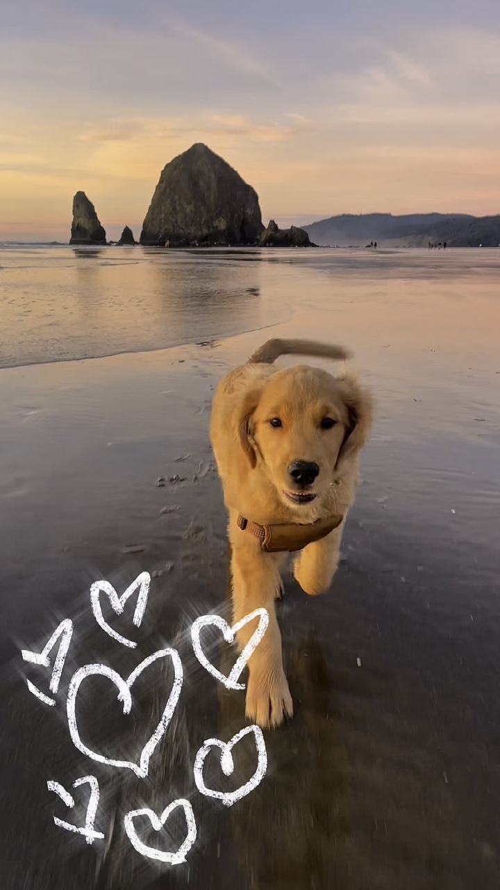puppy dog