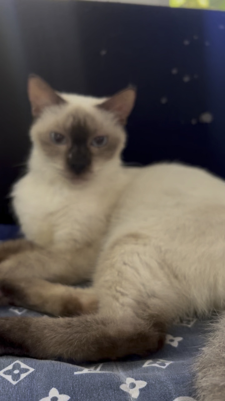 Chat chat chat
