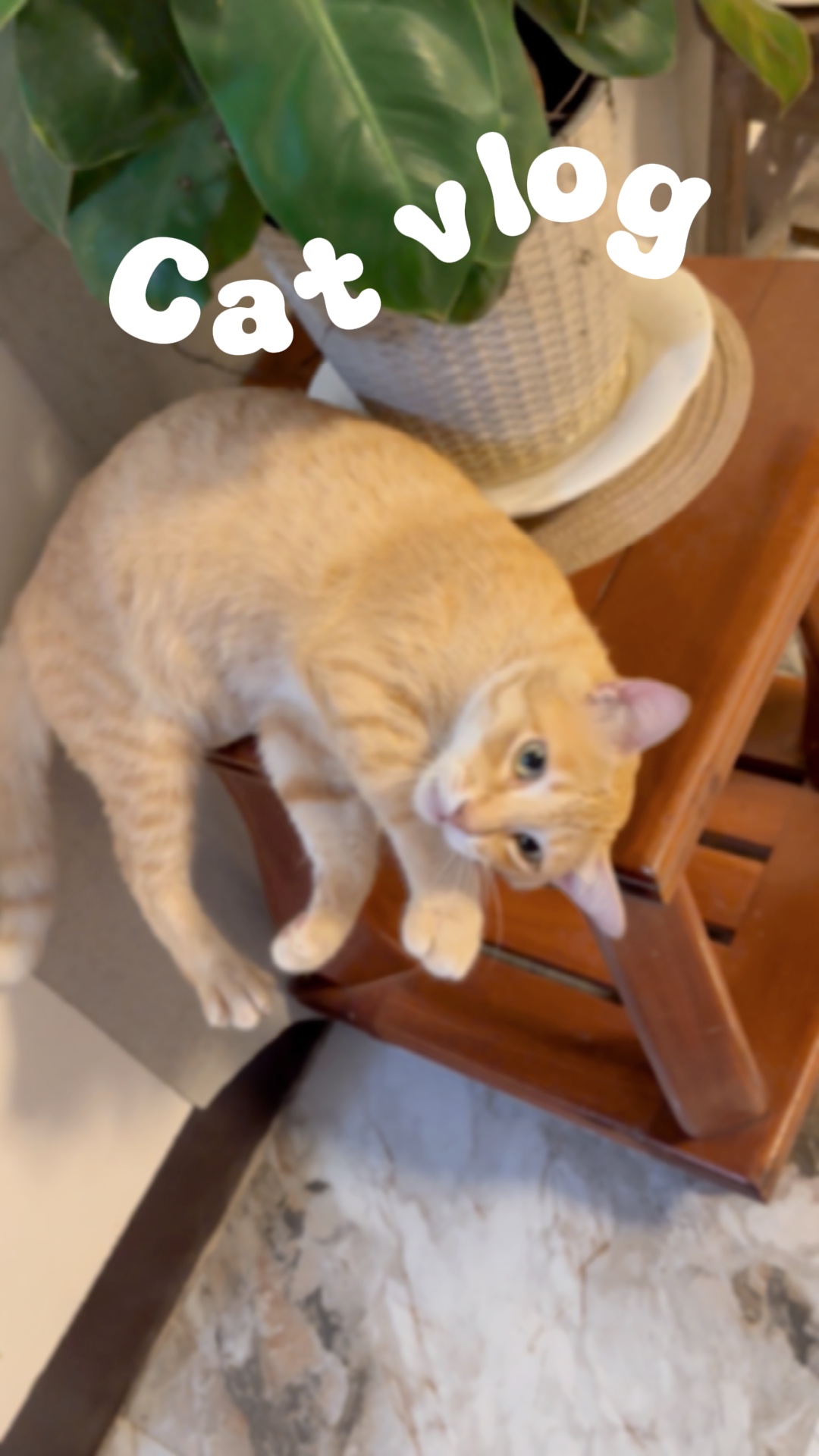 Vlog de gato fofo 