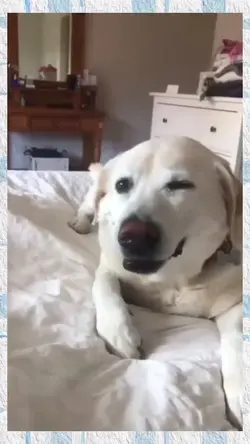 dog moments