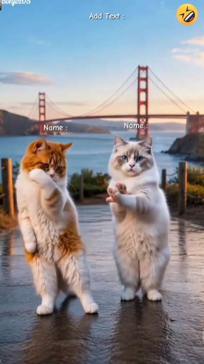 Dance Cat