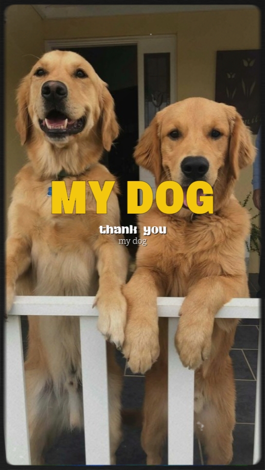 my dog 