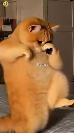  Dancing cat trend