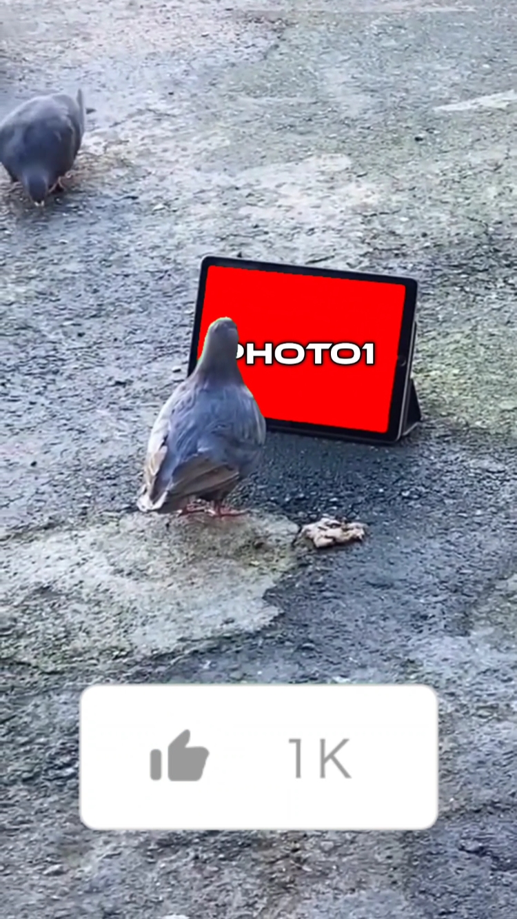 Template burung 