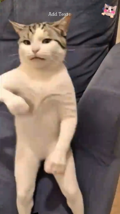 Funny Cat