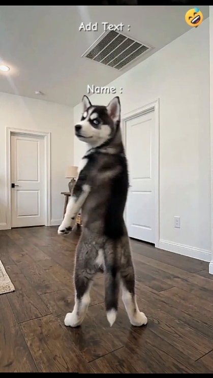 Perro gracioso. hhhh