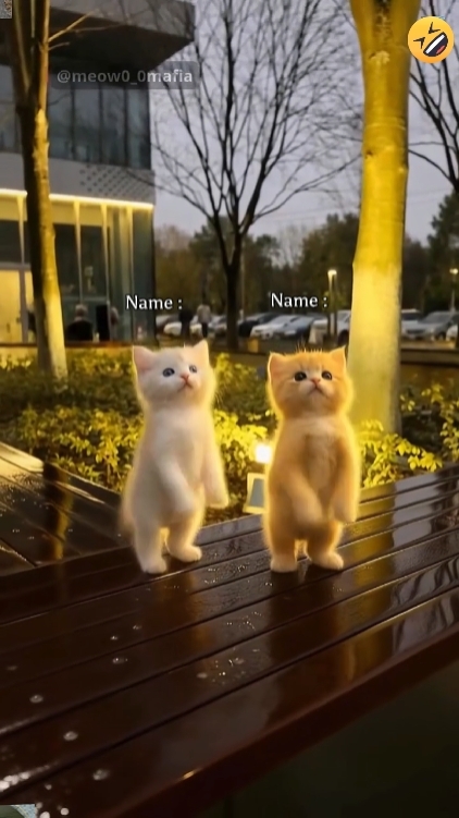 재미있는 댄스 고양이