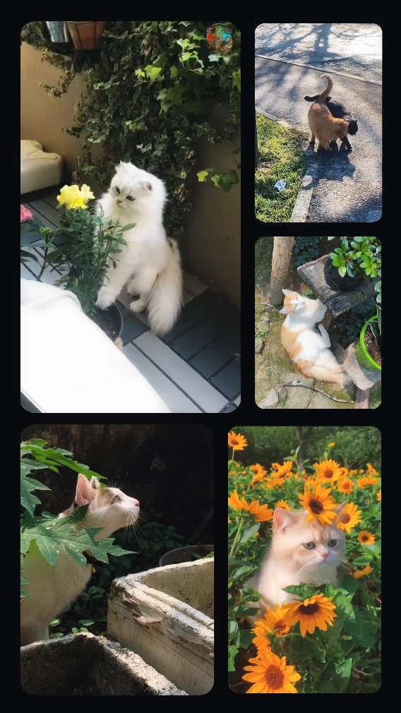 내 고양이 비디오