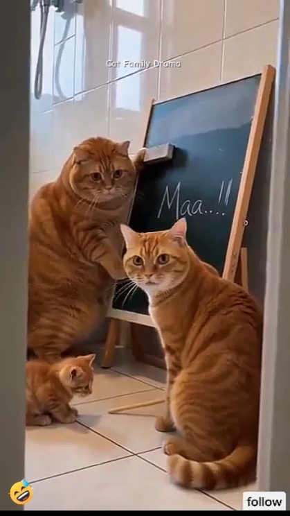 Editar texto. Gato divertido