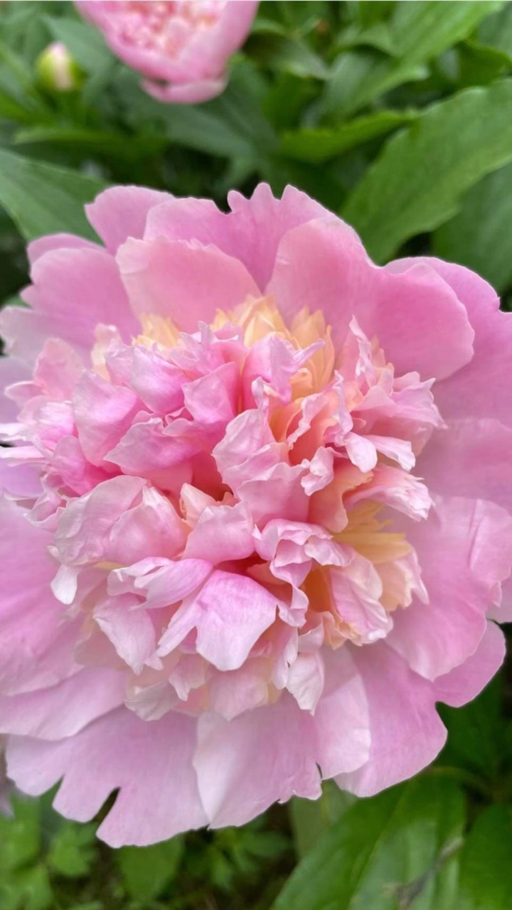 Rosa Blume