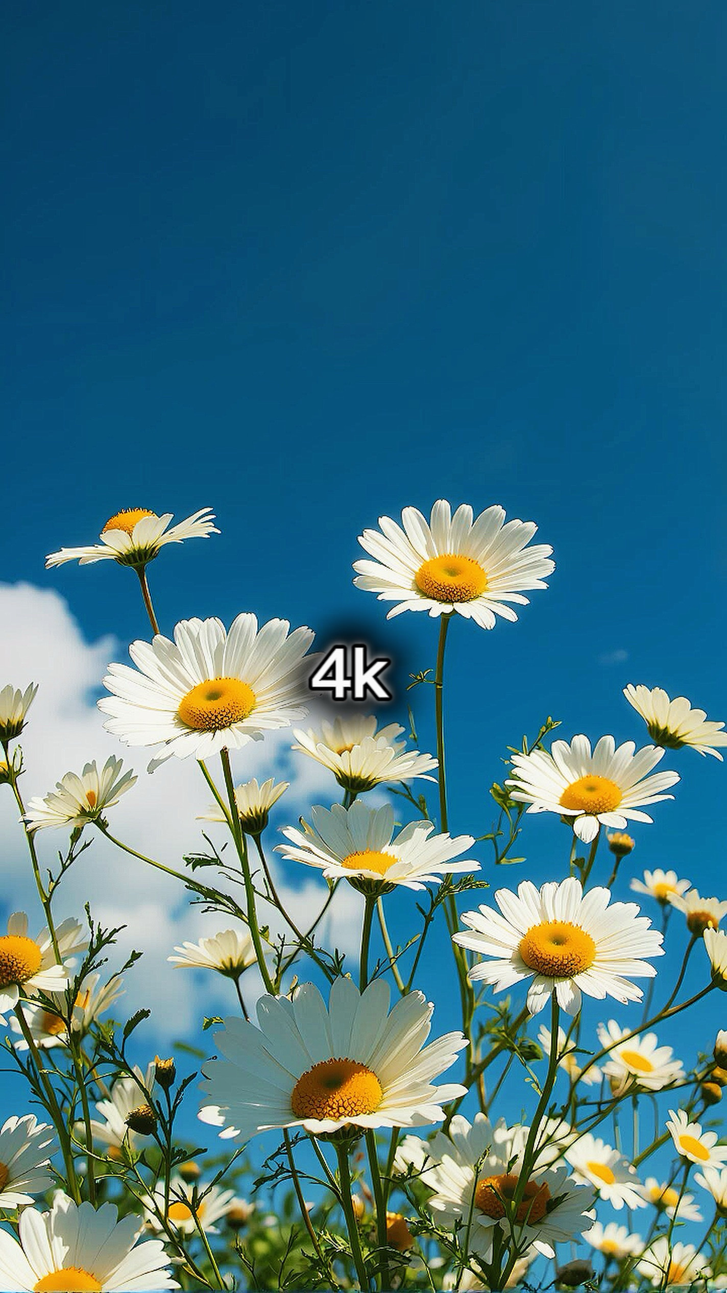 140P a 8k + filtro 