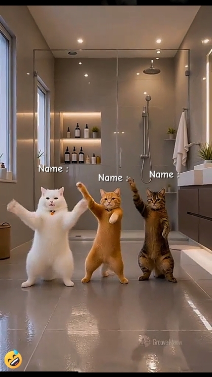 Tendance du chat dansant