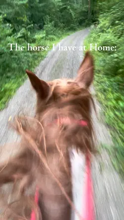 The horse I have at