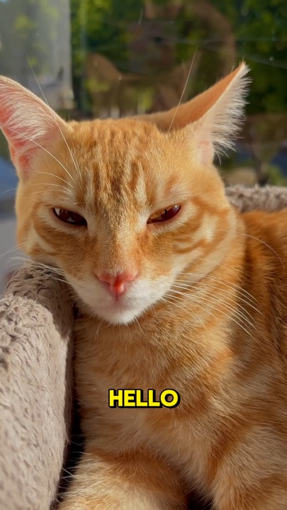 Gato de transição
