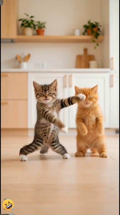 Cutee Katze, 