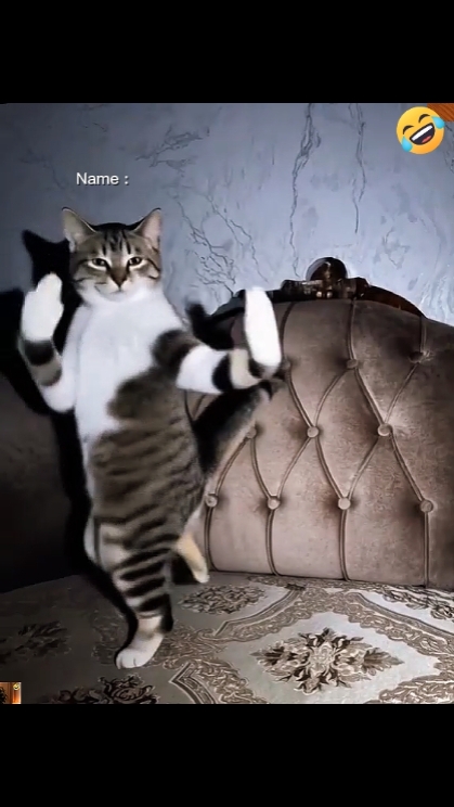 Gato dançante