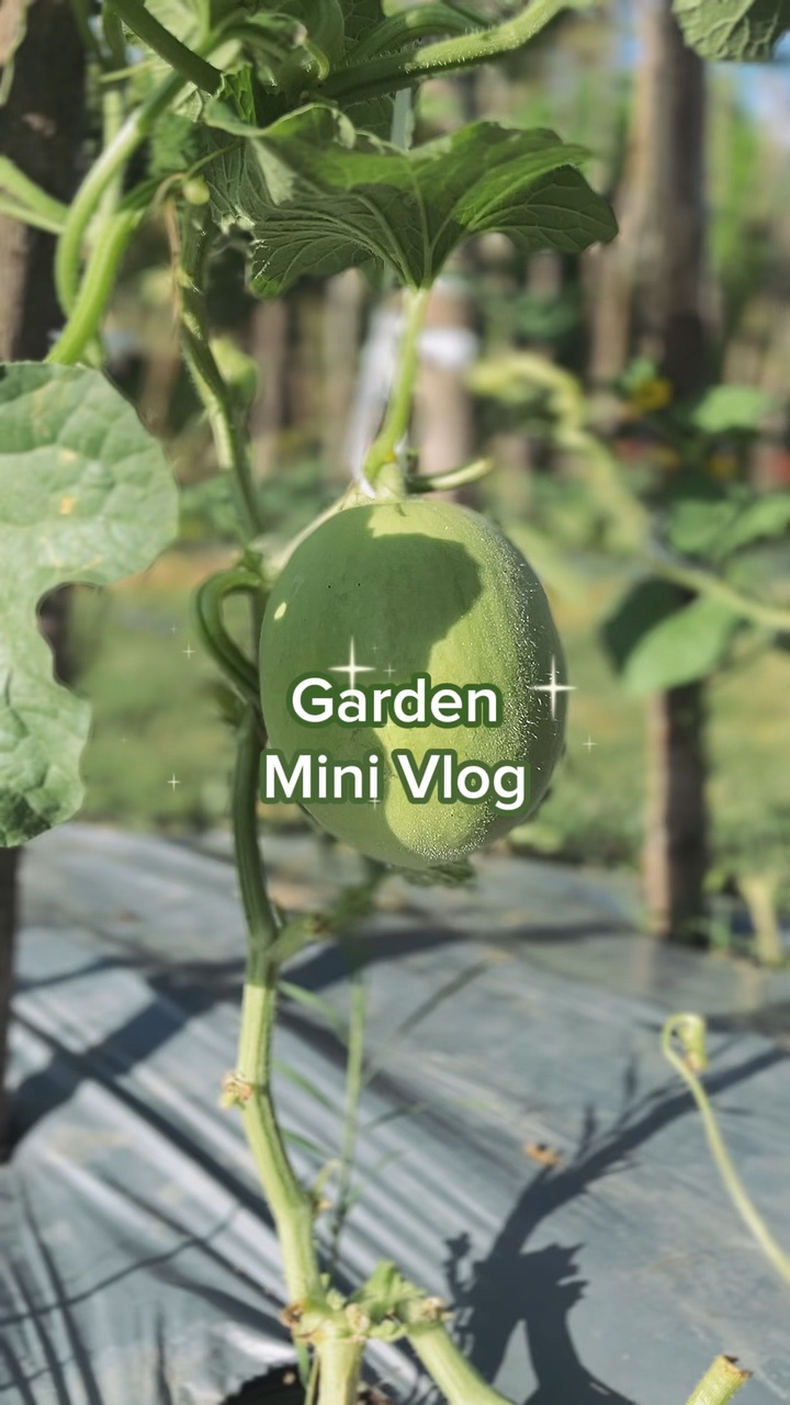 Garden Mini Vlog