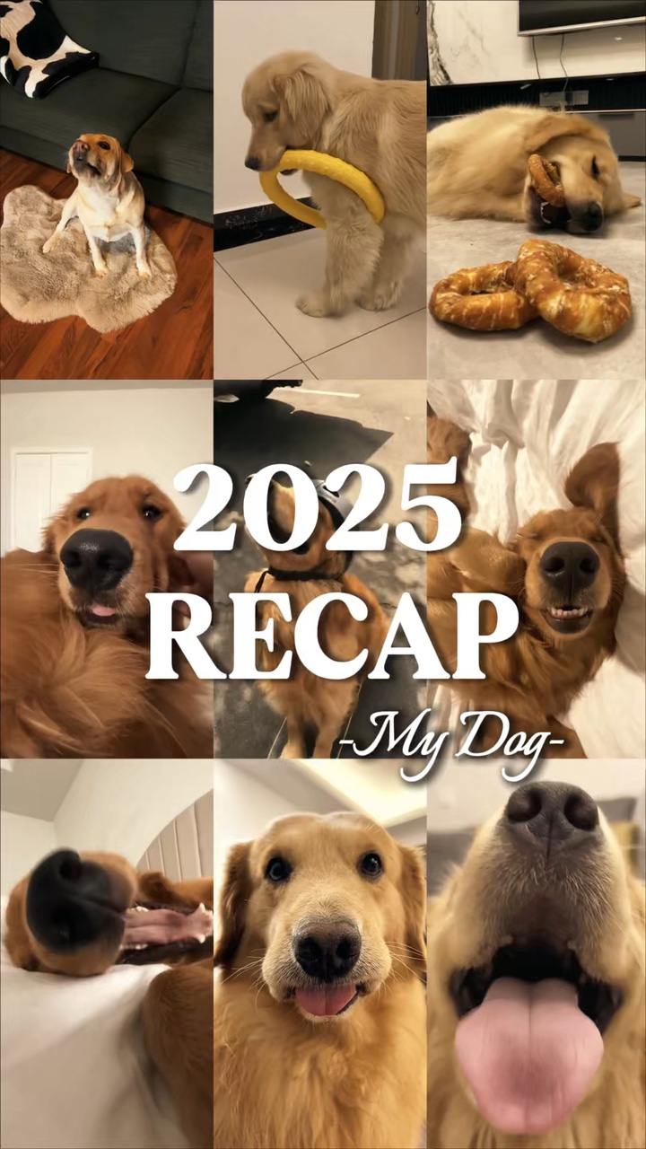 2025 resumen de mi perro