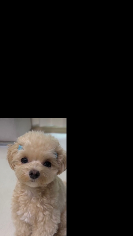 MEU CACHORRO DE ESTIMAÇÃO